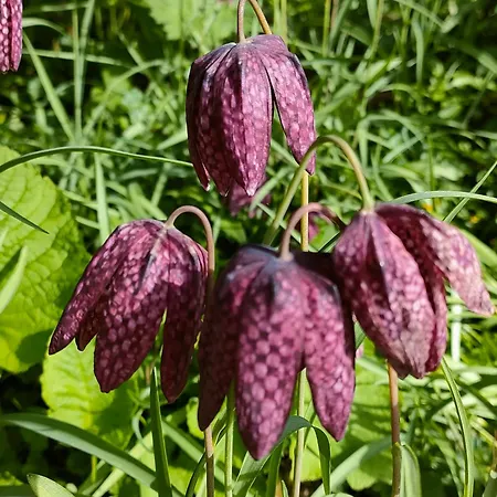 Wind In Den Weiden, übernachten Am Bachlauf Ferienhaus Birstein