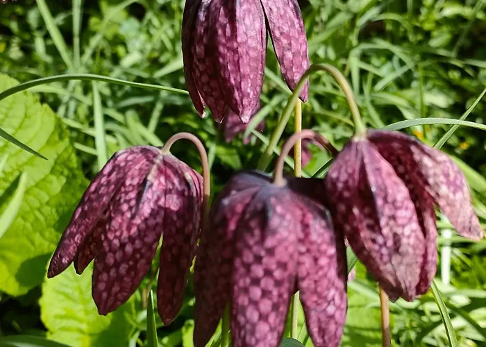 Wind In Den Weiden, Uebernachten Am Bachlauf Hébergement de vacances Birstein